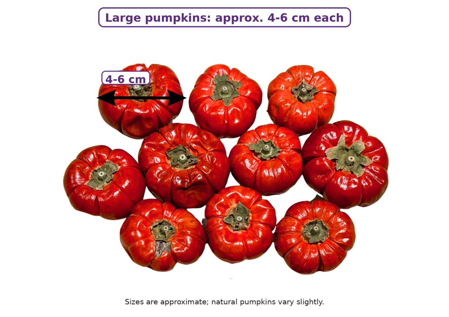 Decorative Dried Mini Pumpkins Small & Large Autumn Halloween Craft Decor