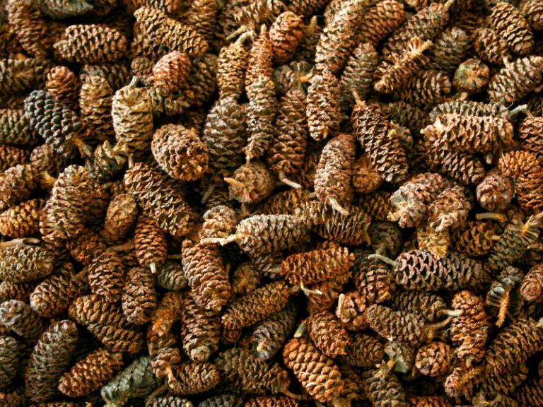 Natural Cones Collection – Pine, Maritime, Norway Spruce, Alder (Birch Cones), Larch & Fir for Crafts & Wreaths