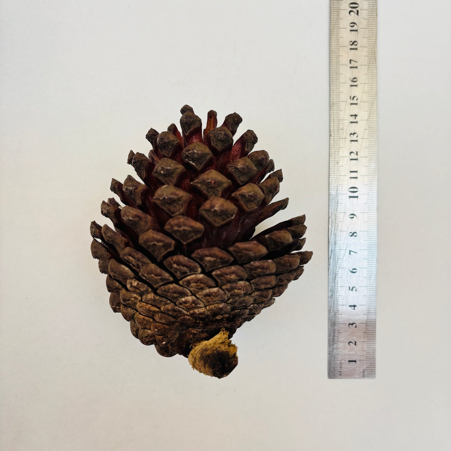 Natural Cones Collection – Pine, Maritime, Norway Spruce, Alder (Birch Cones), Larch & Fir for Crafts & Wreaths