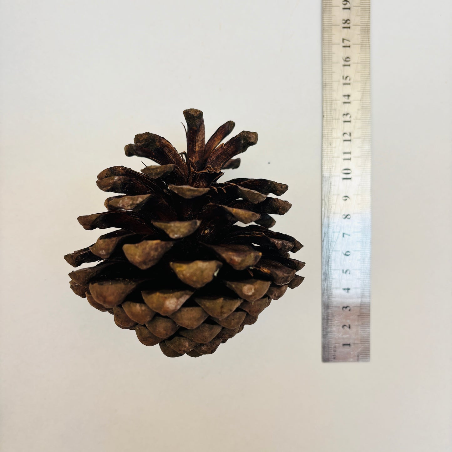 Natural Cones Collection – Pine, Maritime, Norway Spruce, Alder (Birch Cones), Larch & Fir for Crafts & Wreaths