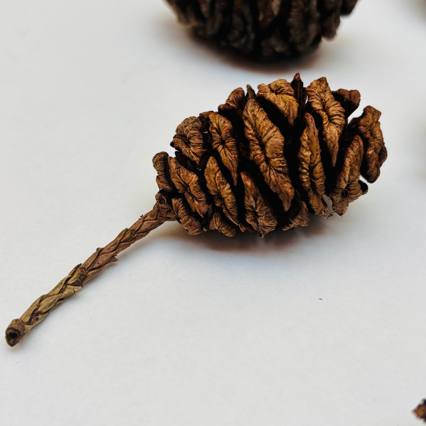 Natural Cones Collection – Pine, Maritime, Norway Spruce, Alder (Birch Cones), Larch & Fir for Crafts & Wreaths