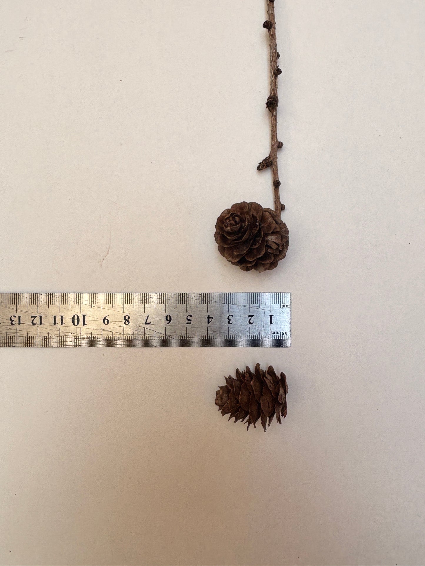 Natural Cones Collection – Pine, Maritime, Norway Spruce, Alder (Birch Cones), Larch & Fir for Crafts & Wreaths