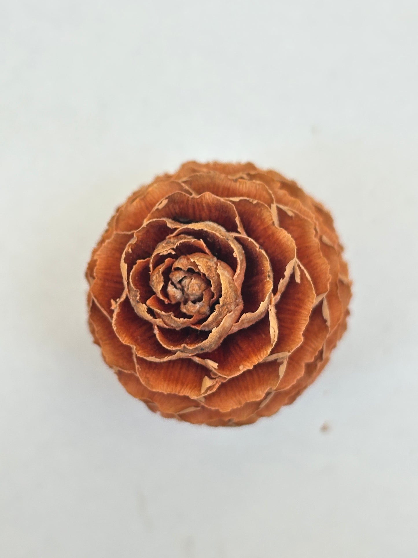 Natural Cones Collection – Pine, Maritime, Norway Spruce, Alder (Birch Cones), Larch & Fir for Crafts & Wreaths