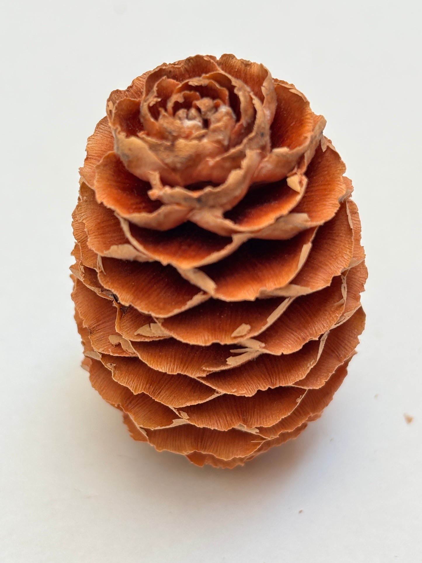 Natural Cones Collection – Pine, Maritime, Norway Spruce, Alder (Birch Cones), Larch & Fir for Crafts & Wreaths