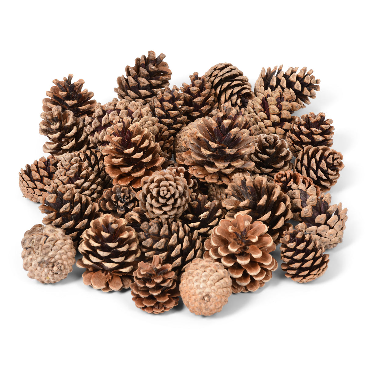 Natural Pine Cones by Weight 50g-750g for Wreaths, Crafts and Christmas Decorations