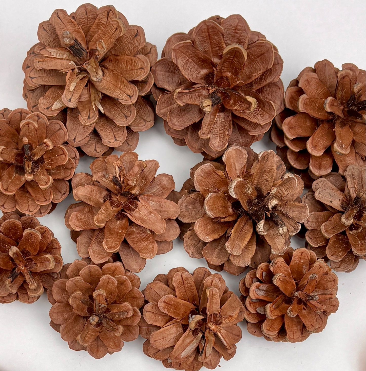 Dried Fruit Slices & Pine Cones – Orange, Lemon, Apple, Green Orange & Mandarin | Christmas Crafts, Wreaths & Potpourri
