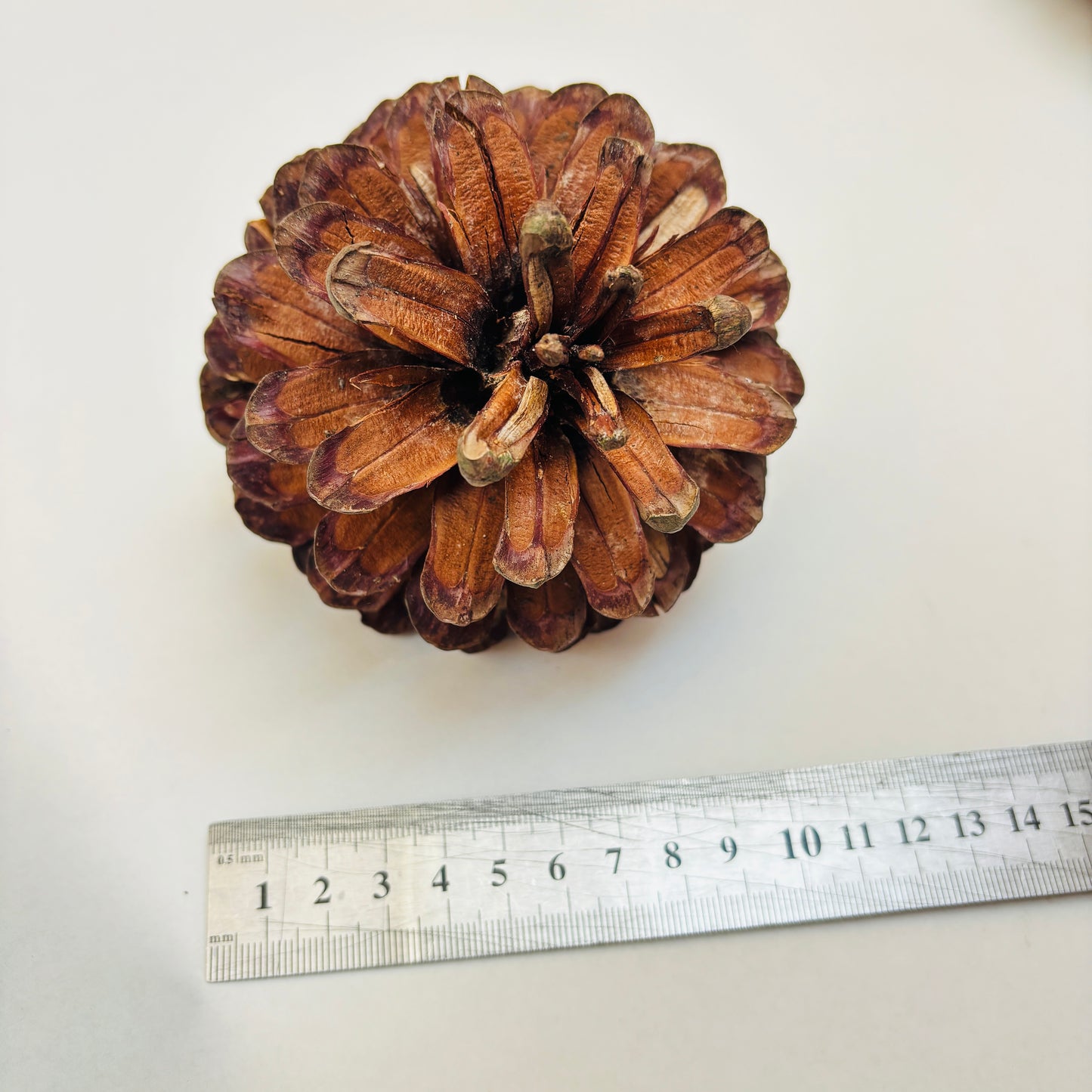 Natural Cones Collection – Pine, Maritime, Norway Spruce, Alder (Birch Cones), Larch & Fir for Crafts & Wreaths