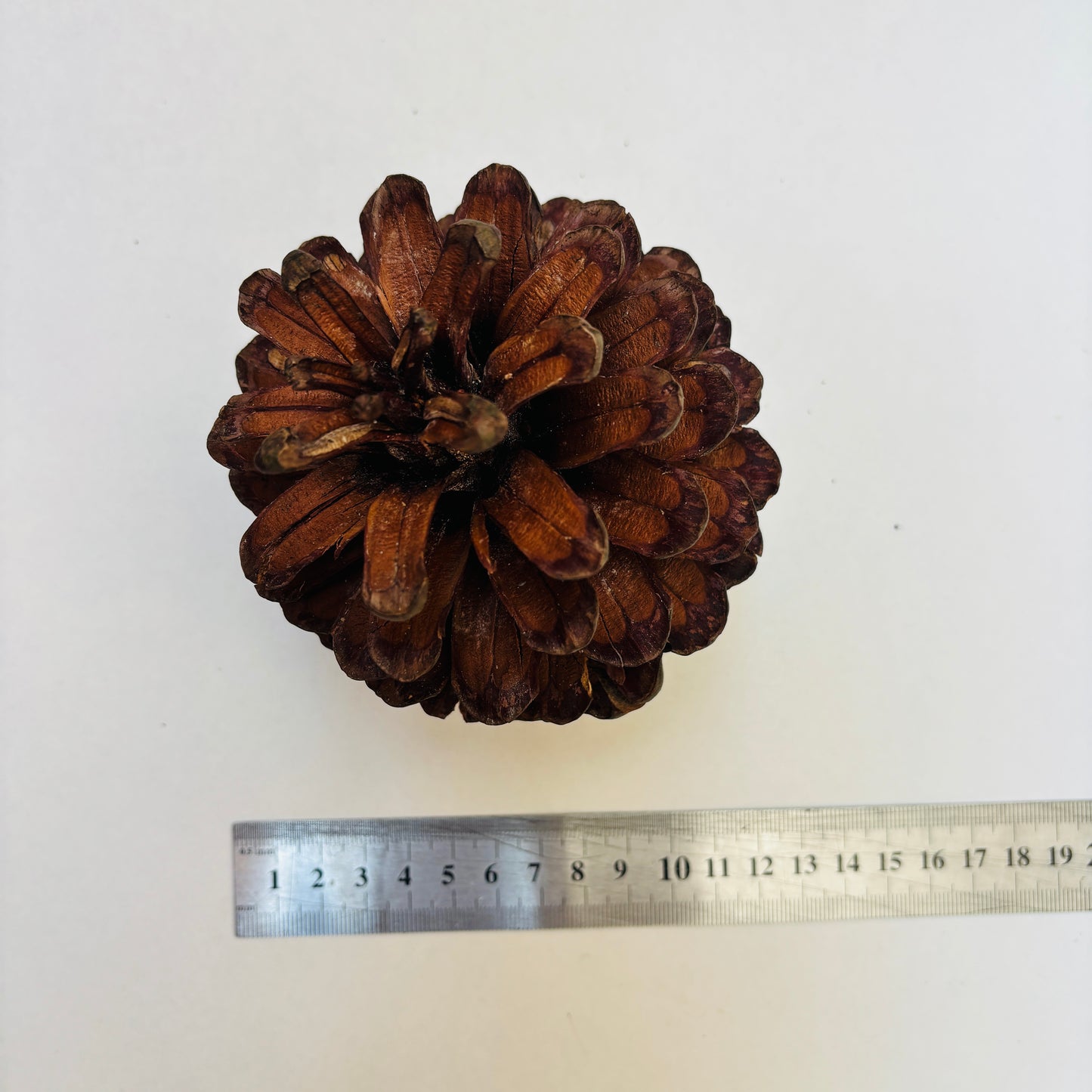 Natural Cones Collection – Pine, Maritime, Norway Spruce, Alder (Birch Cones), Larch & Fir for Crafts & Wreaths