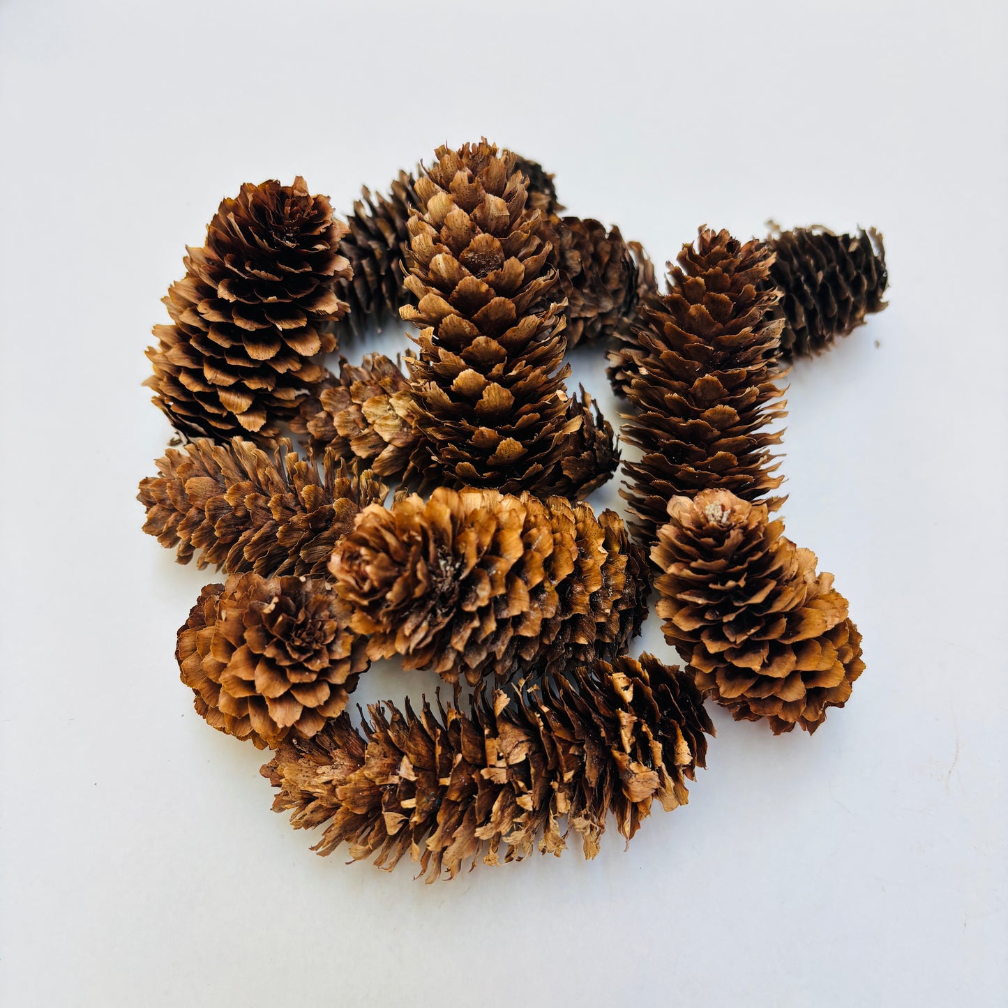 Natural Cones Collection – Pine, Maritime, Norway Spruce, Alder (Birch Cones), Larch & Fir for Crafts & Wreaths