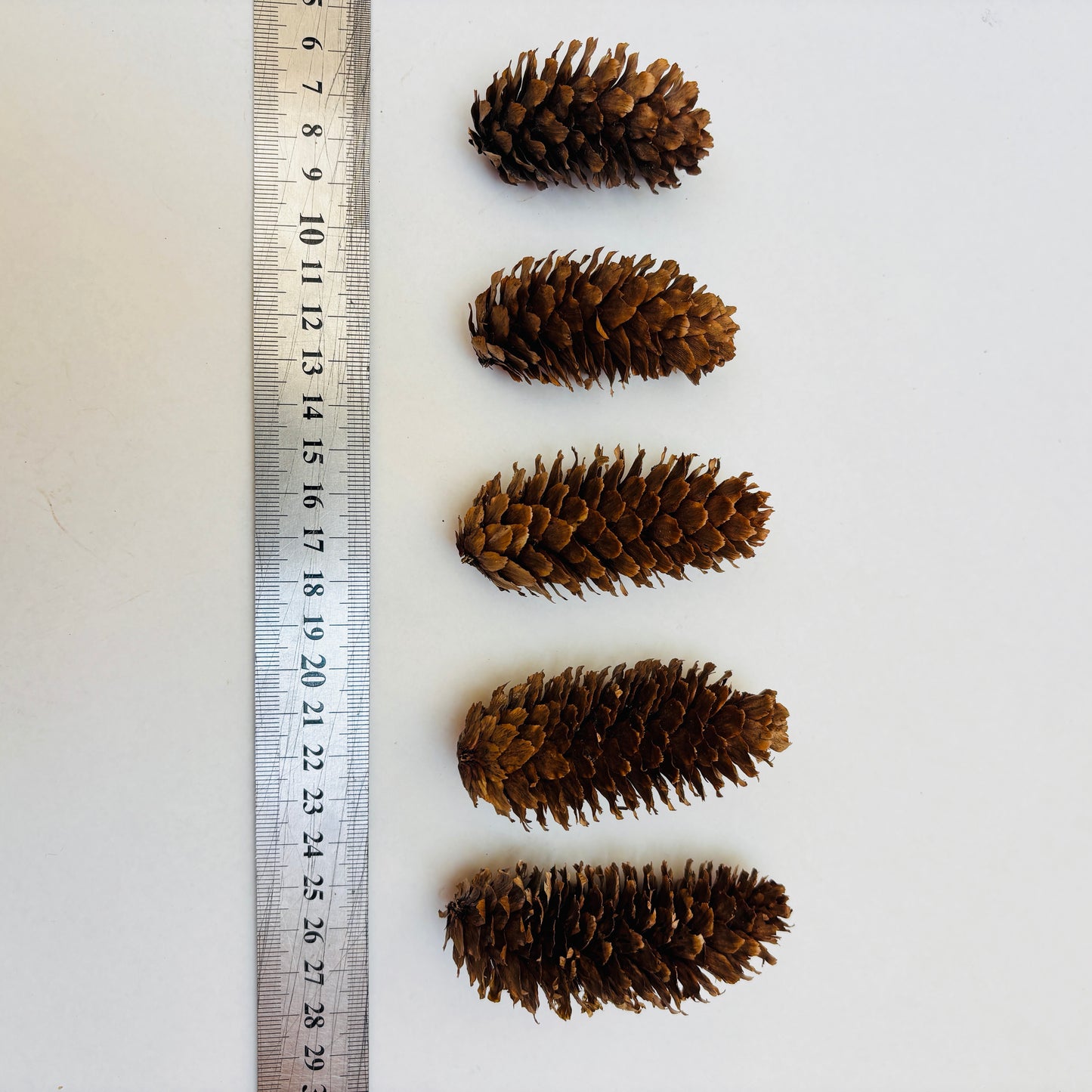 Natural Cones Collection – Pine, Maritime, Norway Spruce, Alder (Birch Cones), Larch & Fir for Crafts & Wreaths
