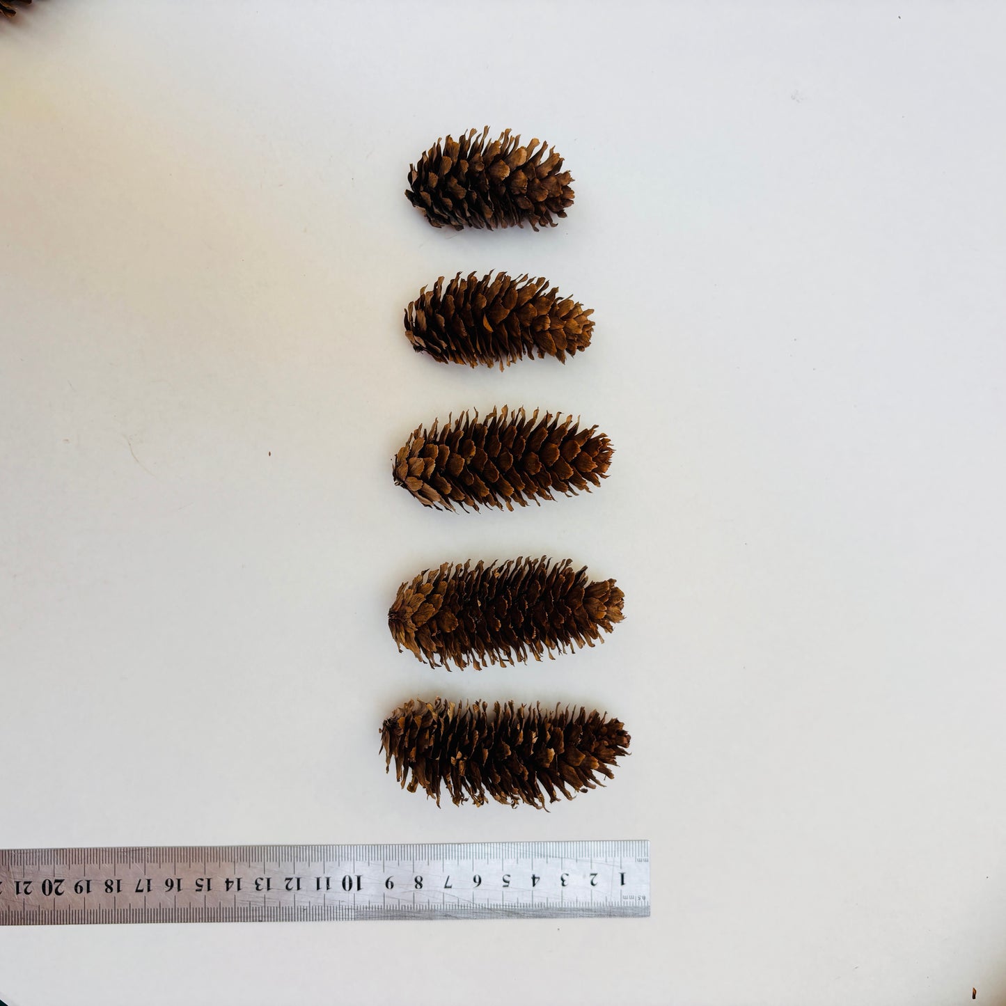Natural Cones Collection – Pine, Maritime, Norway Spruce, Alder (Birch Cones), Larch & Fir for Crafts & Wreaths