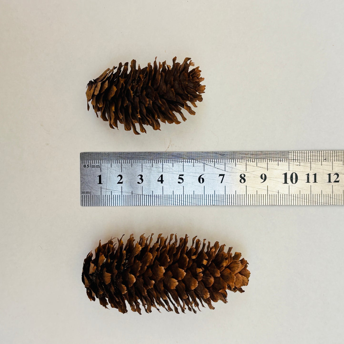 Natural Cones Collection – Pine, Maritime, Norway Spruce, Alder (Birch Cones), Larch & Fir for Crafts & Wreaths
