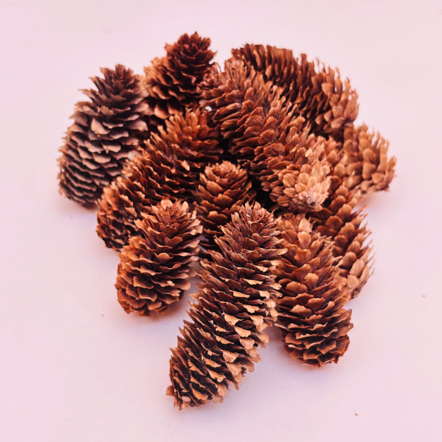 Natural Cones Collection – Pine, Maritime, Norway Spruce, Alder (Birch Cones), Larch & Fir for Crafts & Wreaths