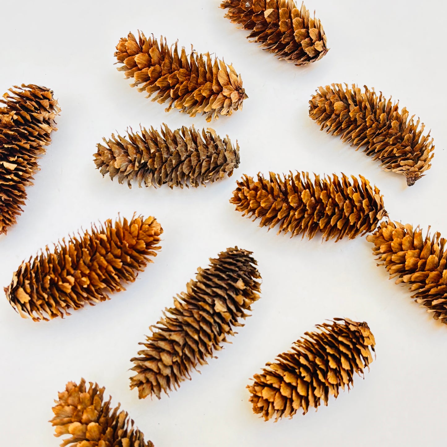 Natural Cones Collection – Pine, Maritime, Norway Spruce, Alder (Birch Cones), Larch & Fir for Crafts & Wreaths