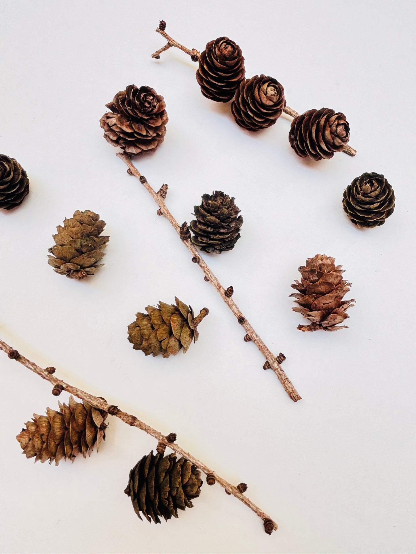 Natural Cones Collection – Pine, Maritime, Norway Spruce, Alder (Birch Cones), Larch & Fir for Crafts & Wreaths