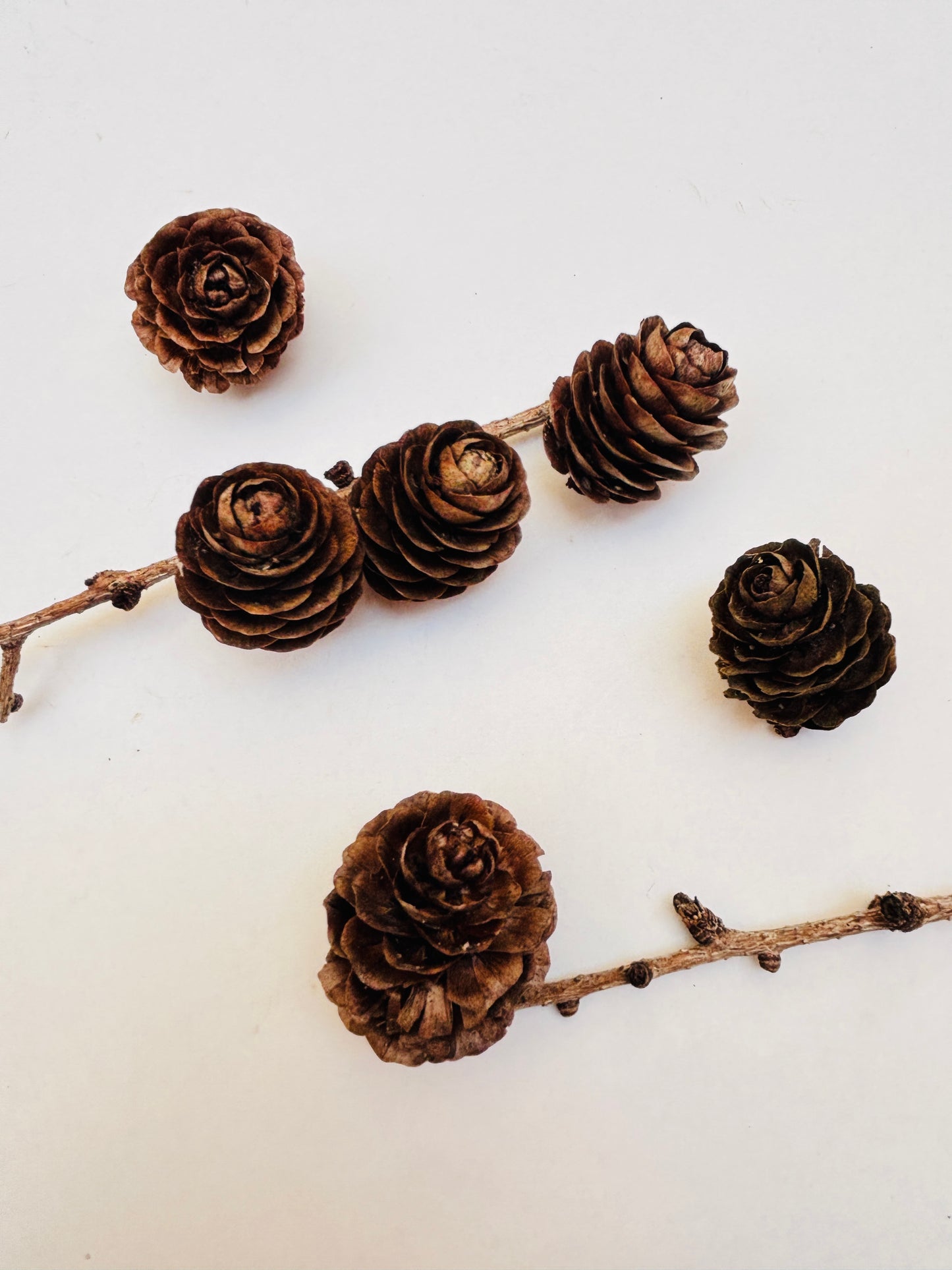 Natural Cones Collection – Pine, Maritime, Norway Spruce, Alder (Birch Cones), Larch & Fir for Crafts & Wreaths