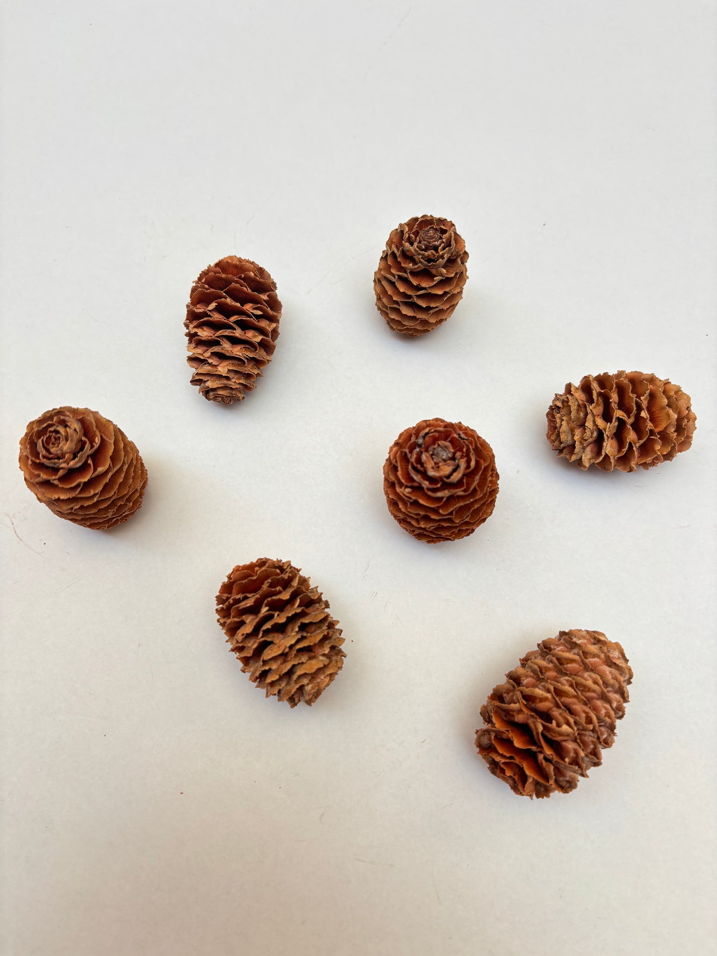 Natural Cones Collection – Pine, Maritime, Norway Spruce, Alder (Birch Cones), Larch & Fir for Crafts & Wreaths