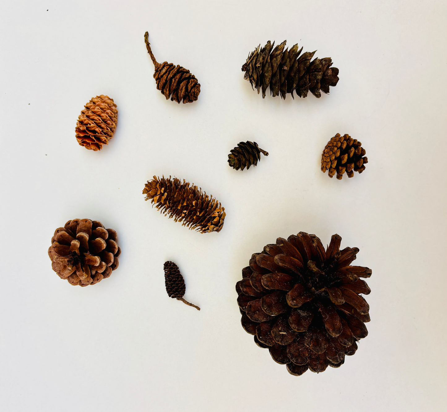 Natural Cones Collection – Pine, Maritime, Norway Spruce, Alder (Birch Cones), Larch & Fir for Crafts & Wreaths