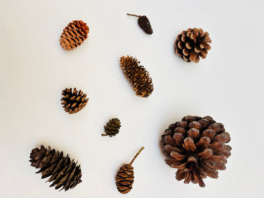 Natural Cones Collection – Pine, Maritime, Norway Spruce, Alder (Birch Cones), Larch & Fir for Crafts & Wreaths