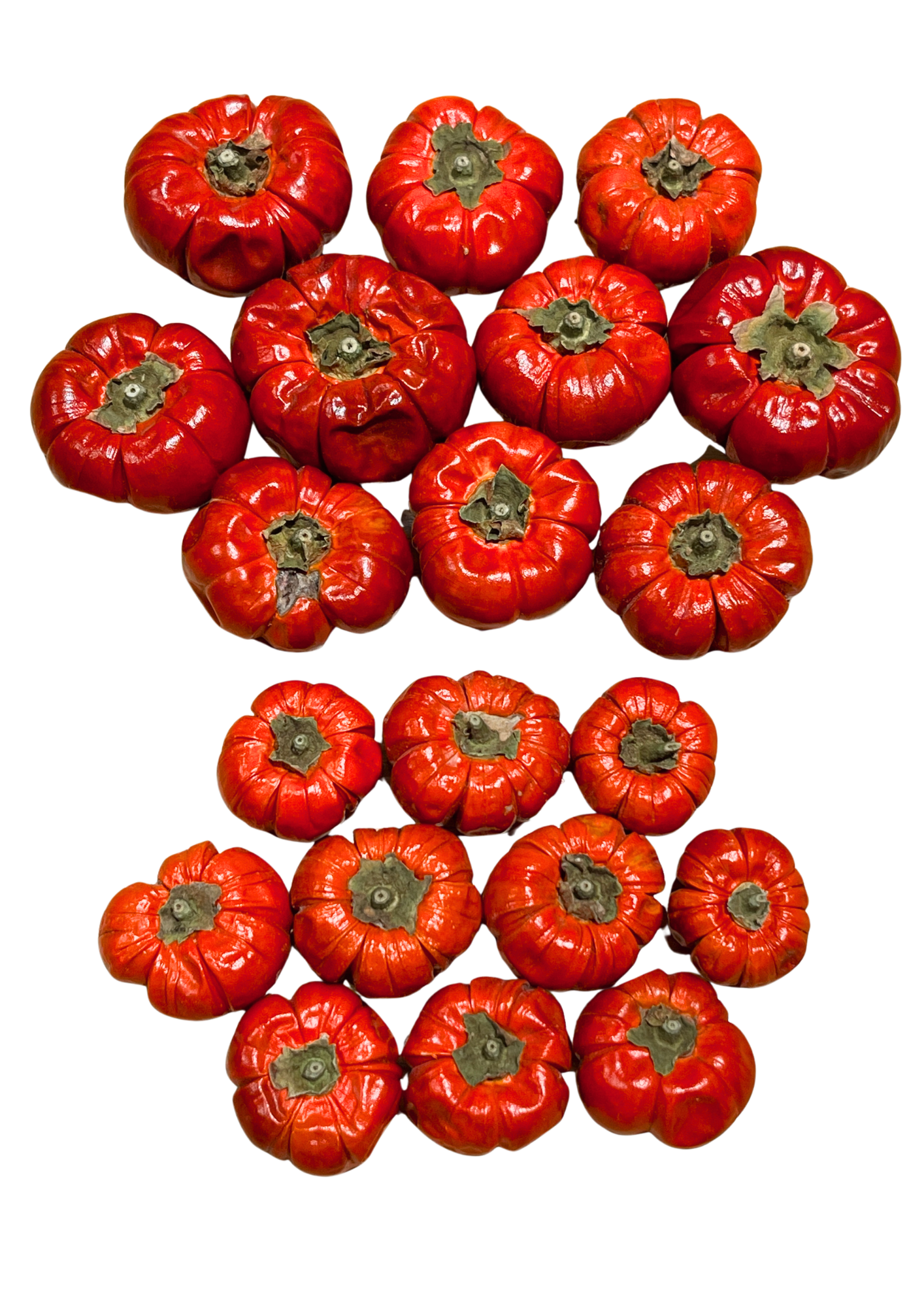 Decorative Dried Mini Pumpkins Small & Large Autumn Halloween Craft Decor