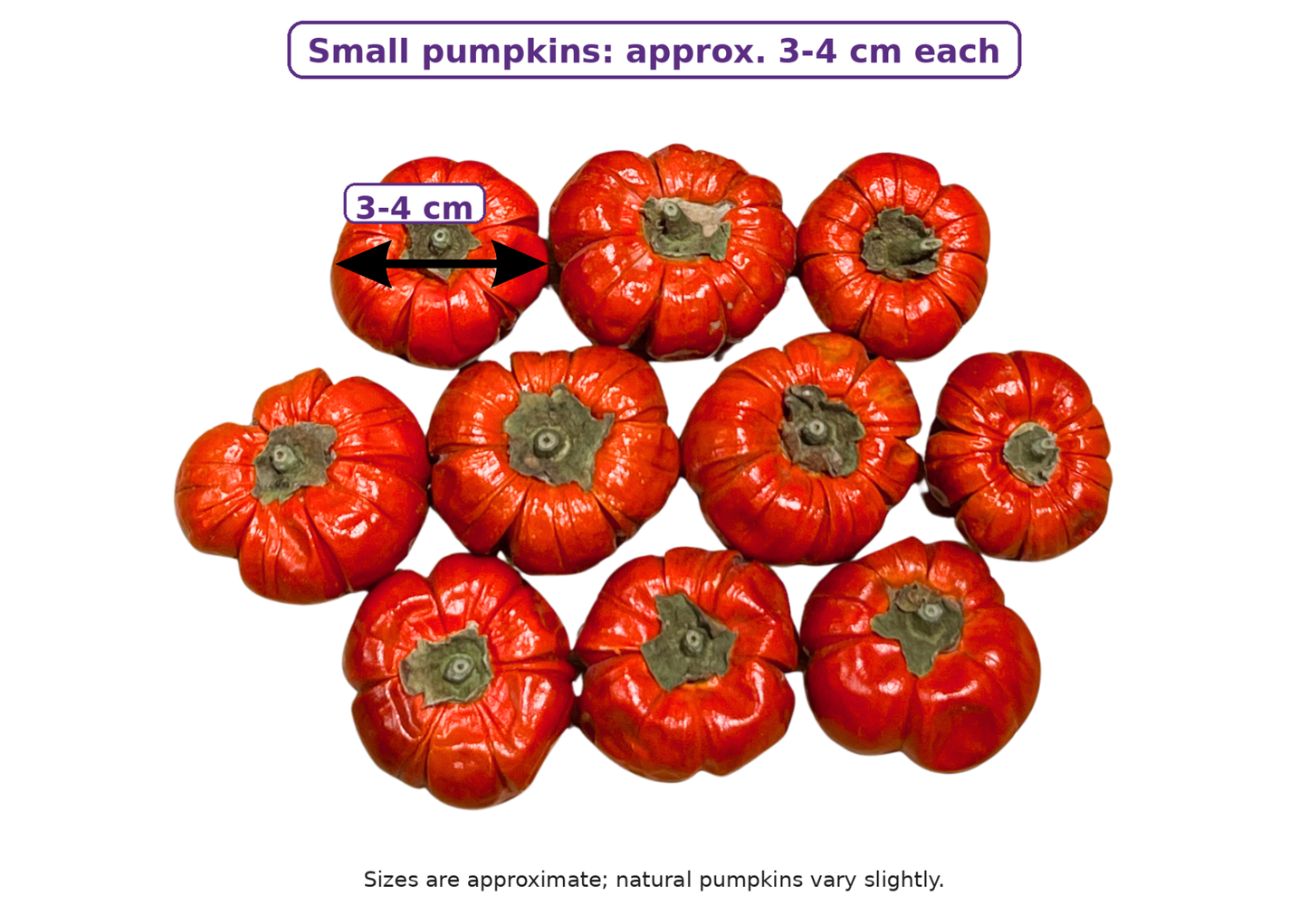 Decorative Dried Mini Pumpkins Small & Large Autumn Halloween Craft Decor