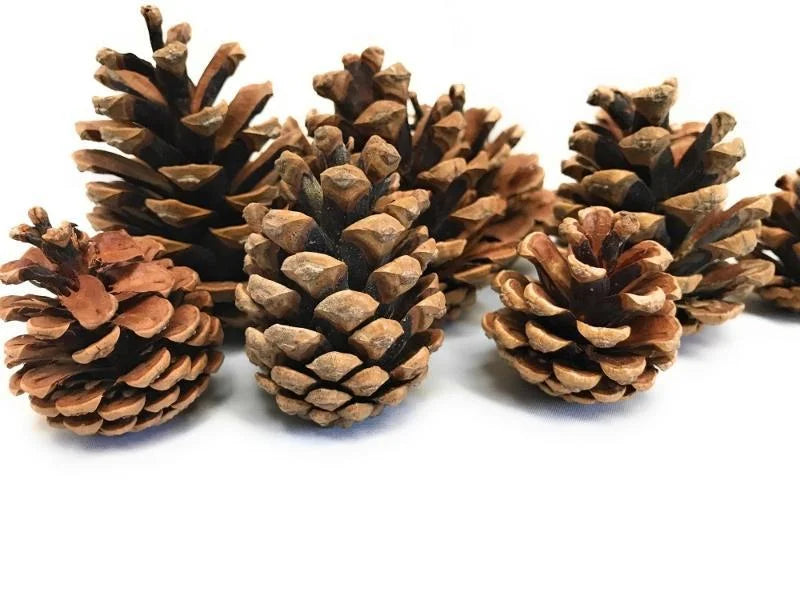 Natural Cones Collection – Pine, Maritime, Norway Spruce, Alder (Birch Cones), Larch & Fir for Crafts & Wreaths