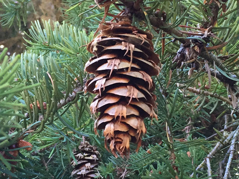 Natural Cones Collection – Pine, Maritime, Norway Spruce, Alder (Birch Cones), Larch & Fir for Crafts & Wreaths